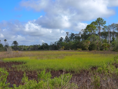 [Very green grassy marshland with pine trees along one edge in the distance.]